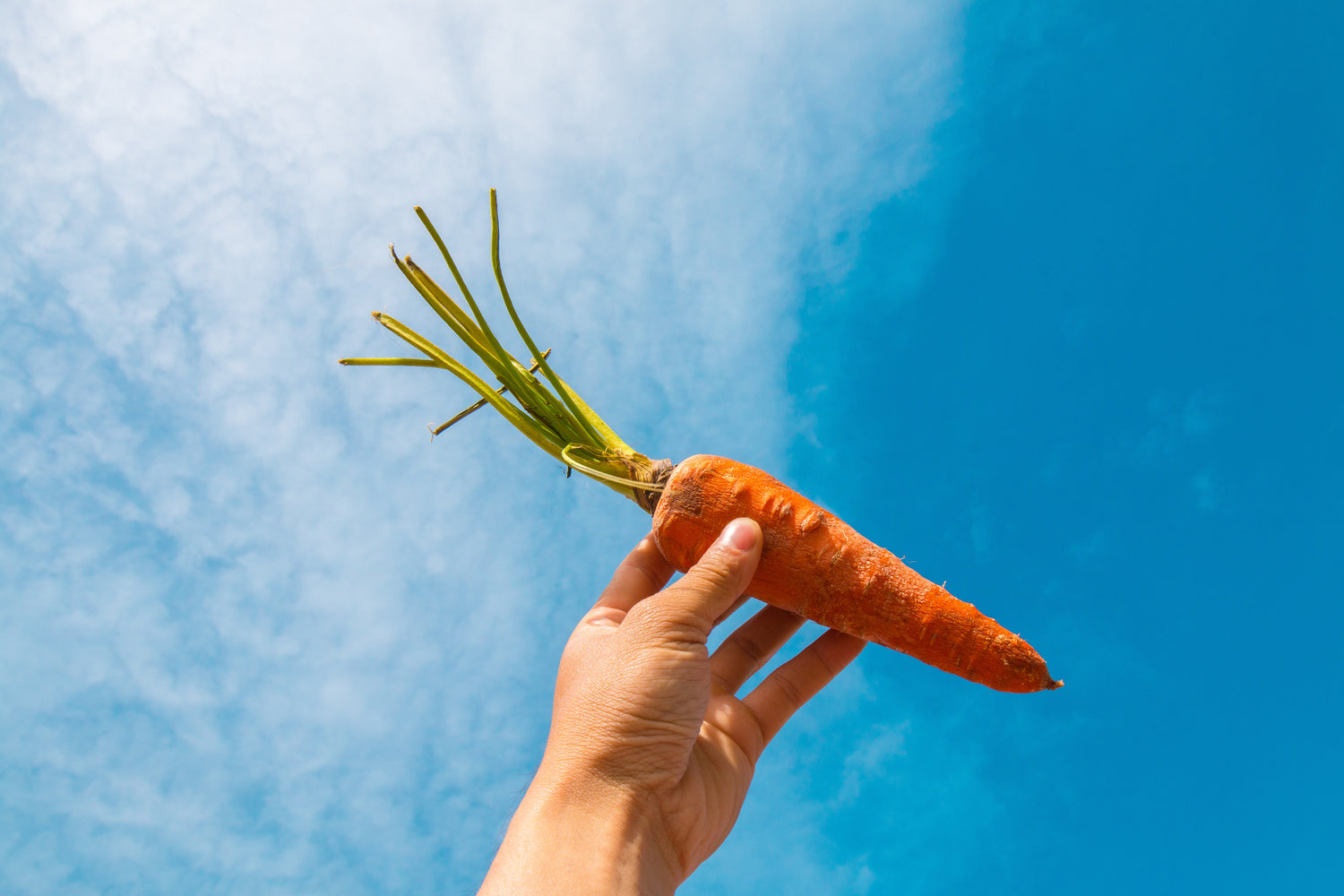 Beneficios de las Zanahorias